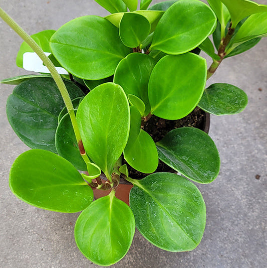 Baby Rubber Plant - Peperomia obtusifolia - 4" Pot