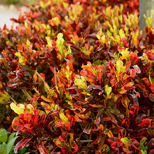Mammy Croton - Codiaeum - 4" Pot