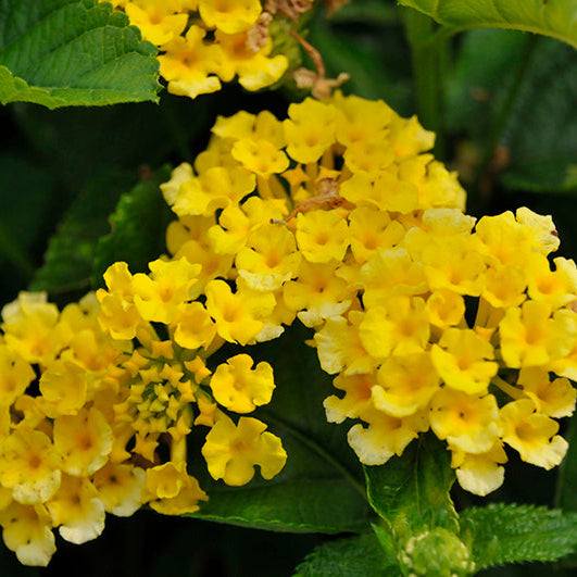 Lantana Bandolista Pineapple - 11" Hanging Basket