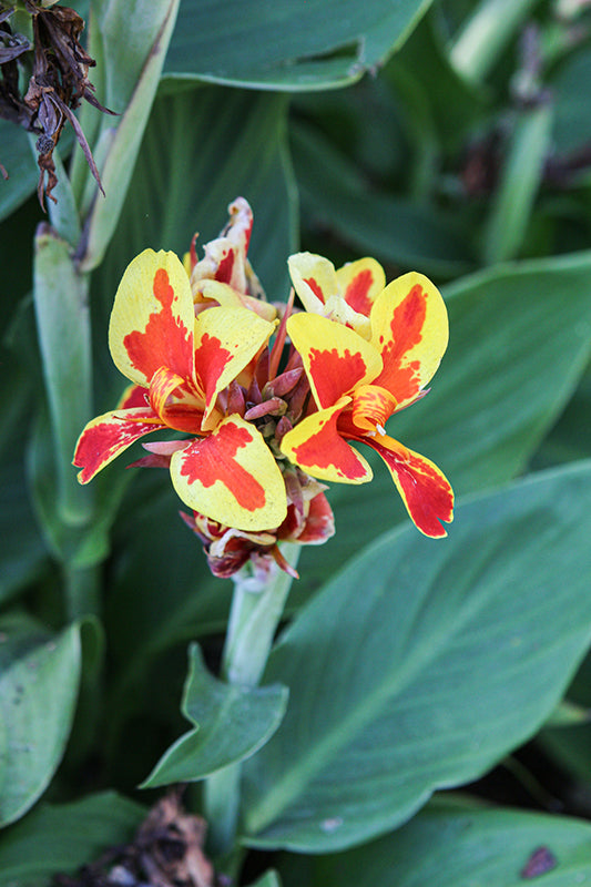 Canna Cannova Red Golden Flame - 5" Premium Thriller Annual