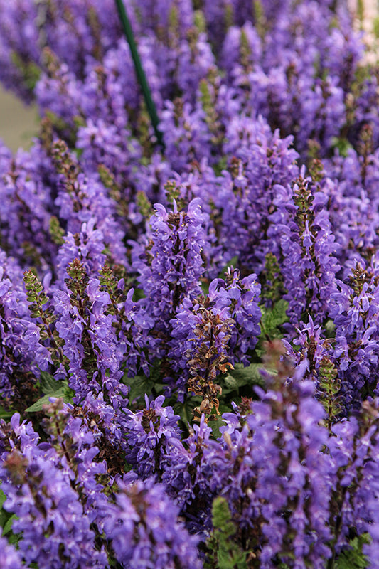Salvia Sage Noble Knight