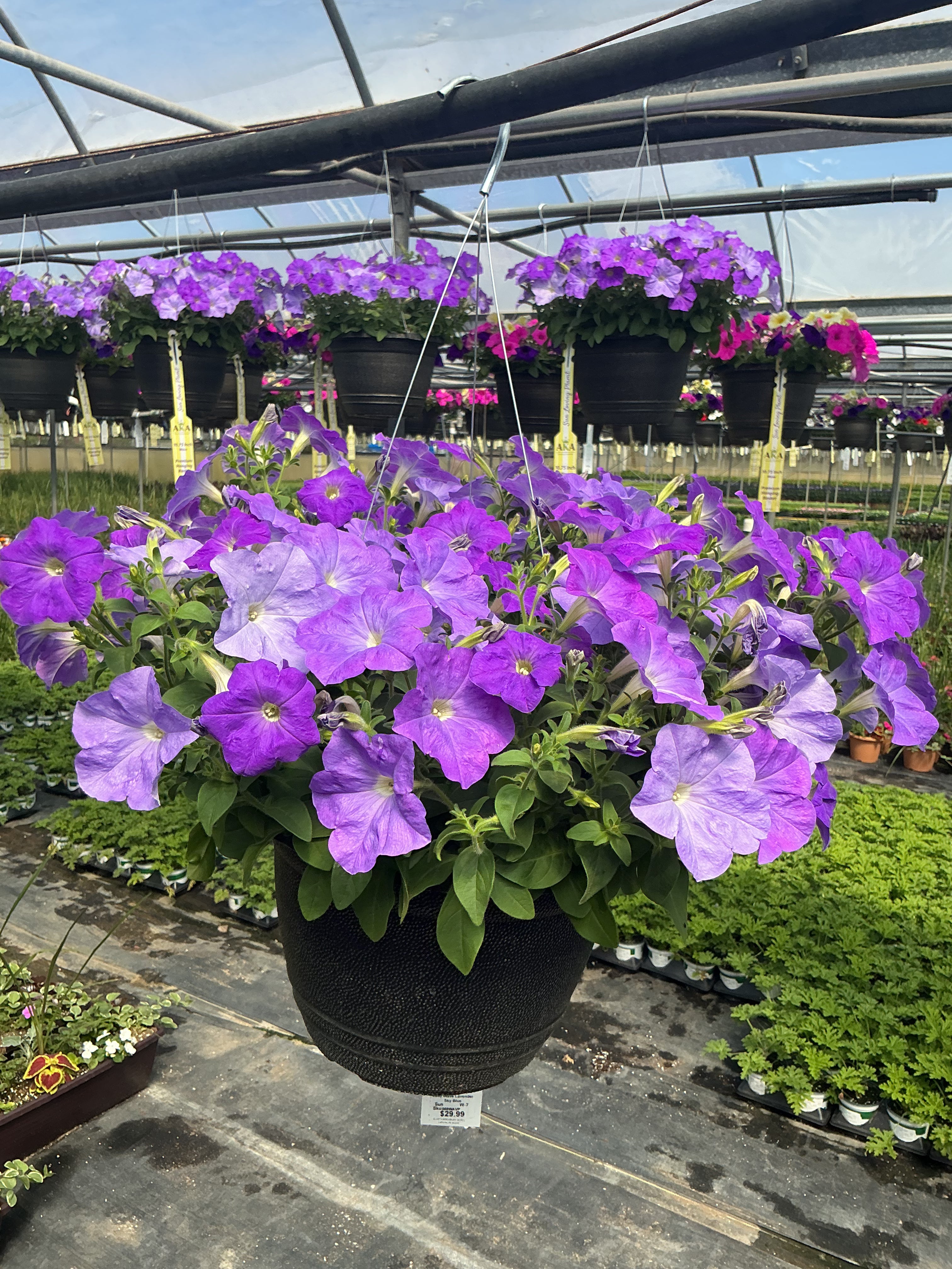 Petunia Easy Wave Lavender Sky Blue - 11" Hanging Basket