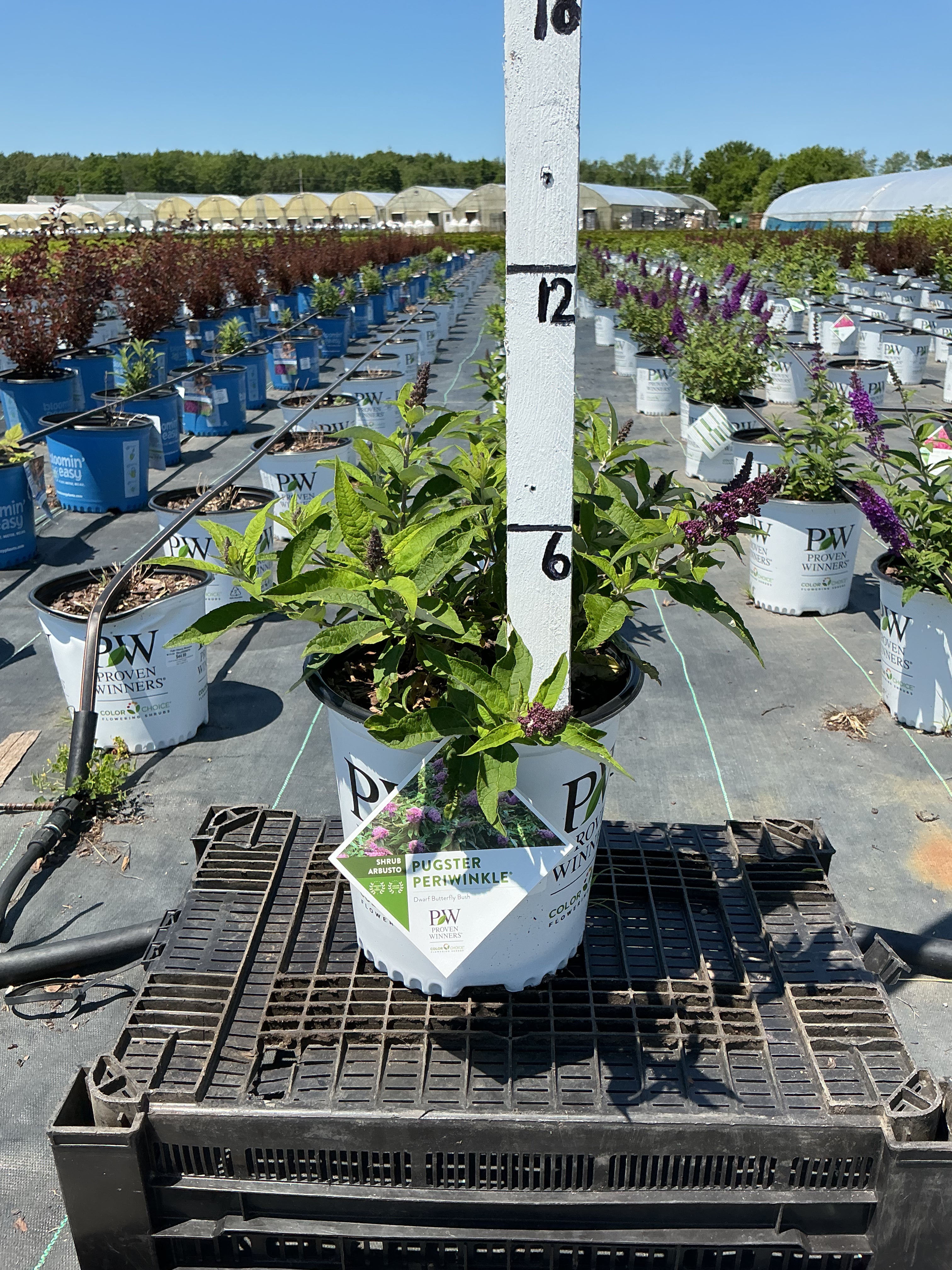 Buddleia Pugster Periwinkle