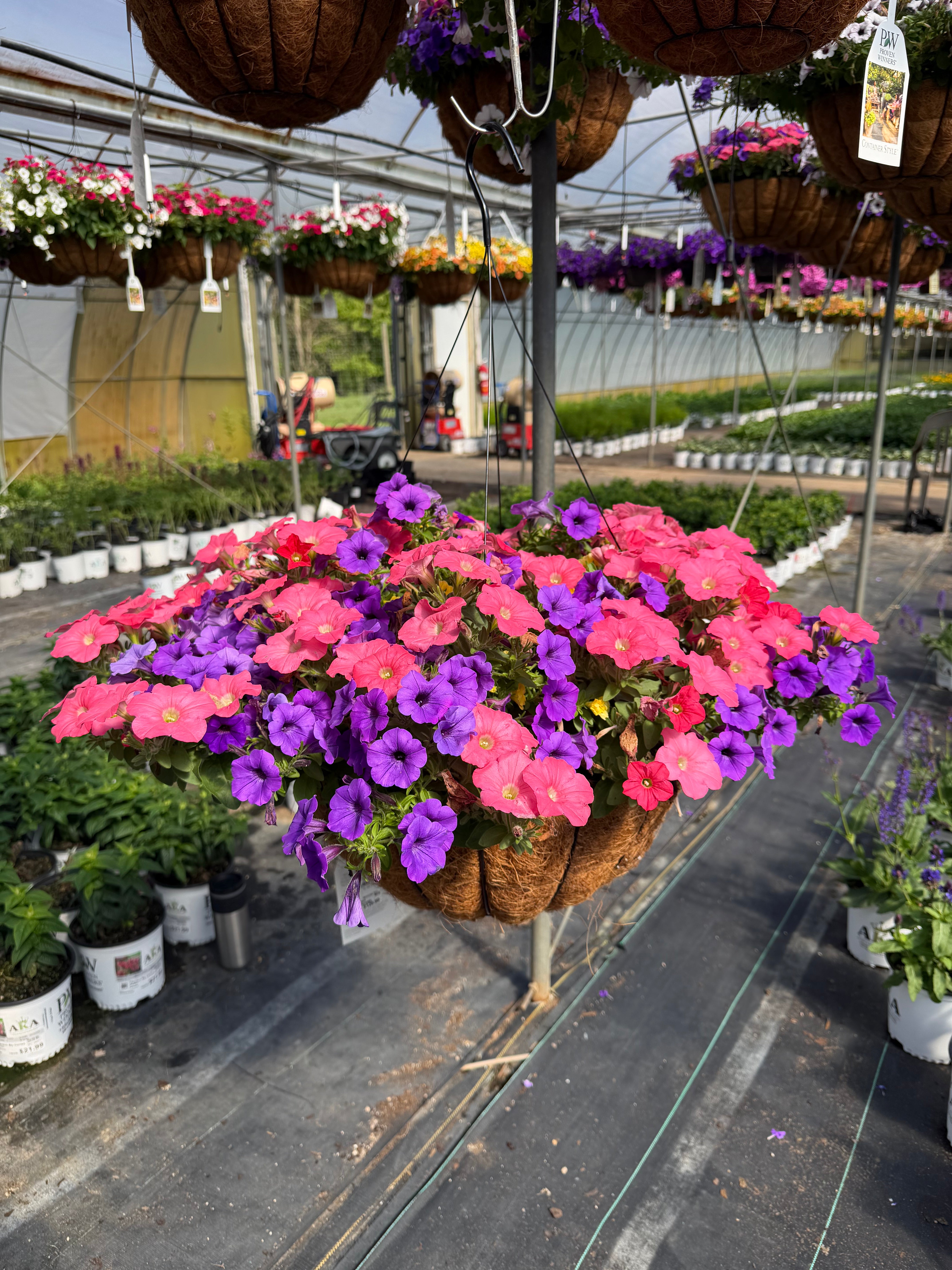 Bermuda Sun - 18" Coco Hanging Basket
