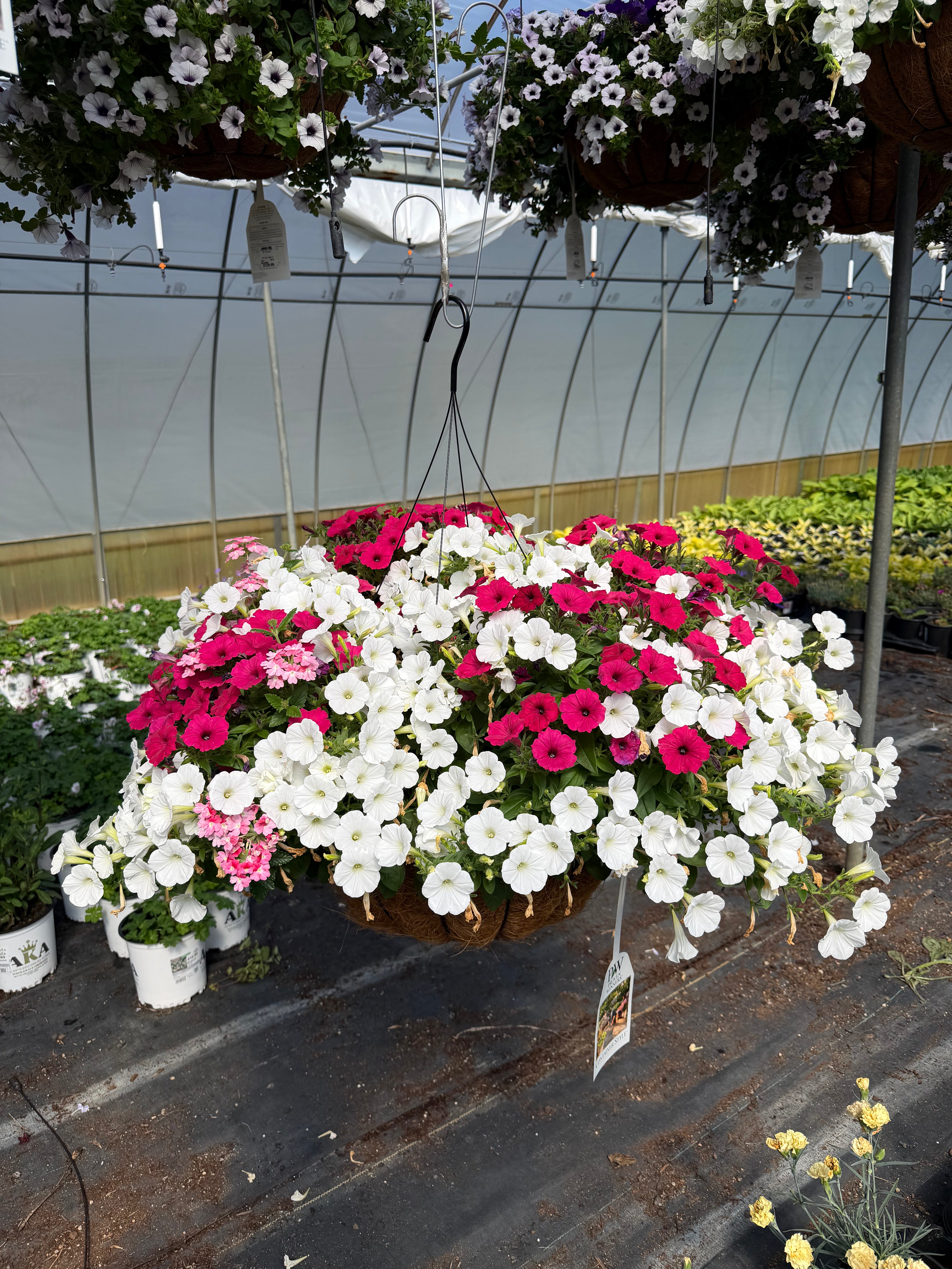 In Our Element - 18" Coco Hanging Basket