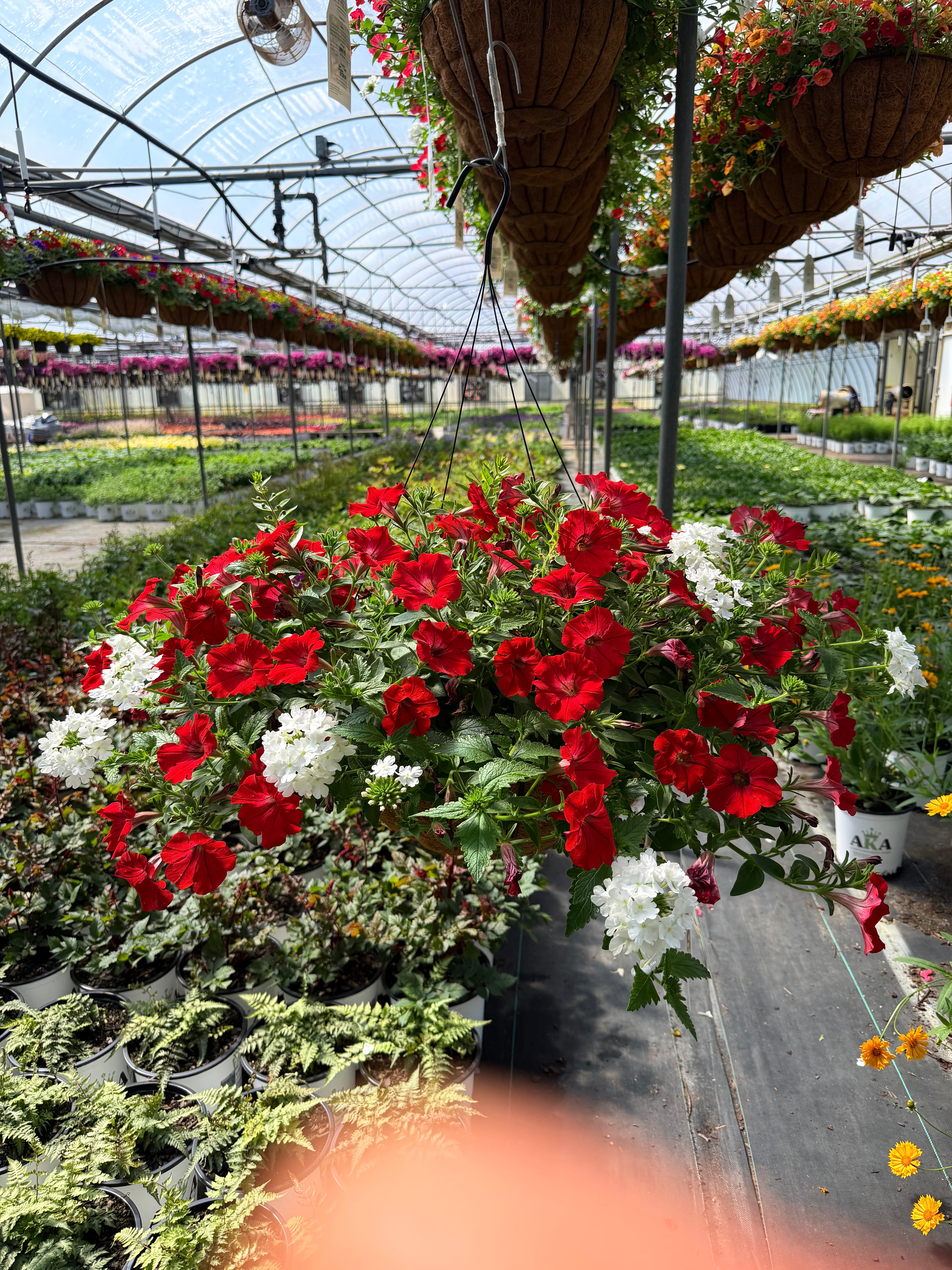 Freedom - 18" Coco Hanging Basket