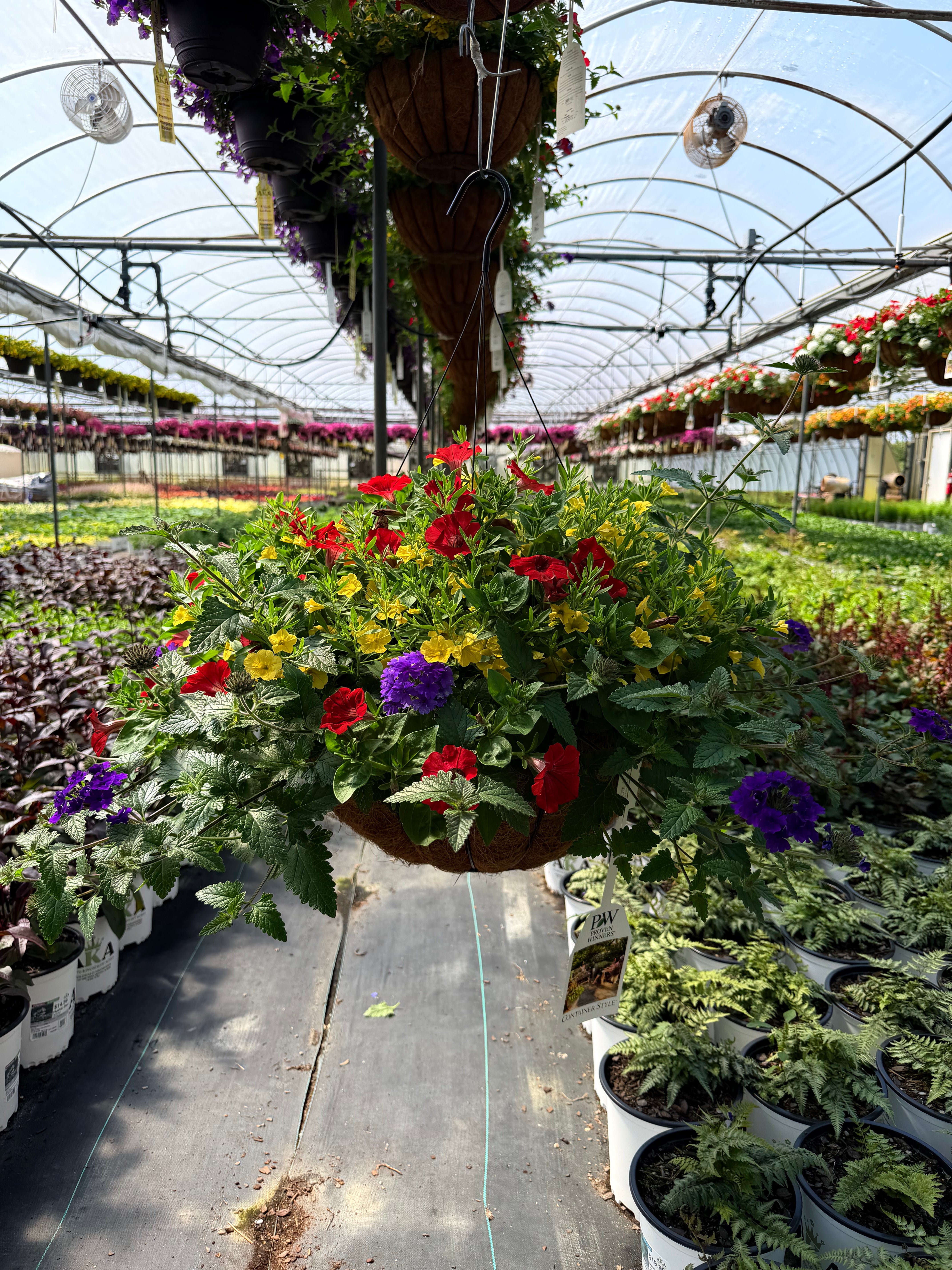 Santa Belle - 18" Coco Hanging Basket