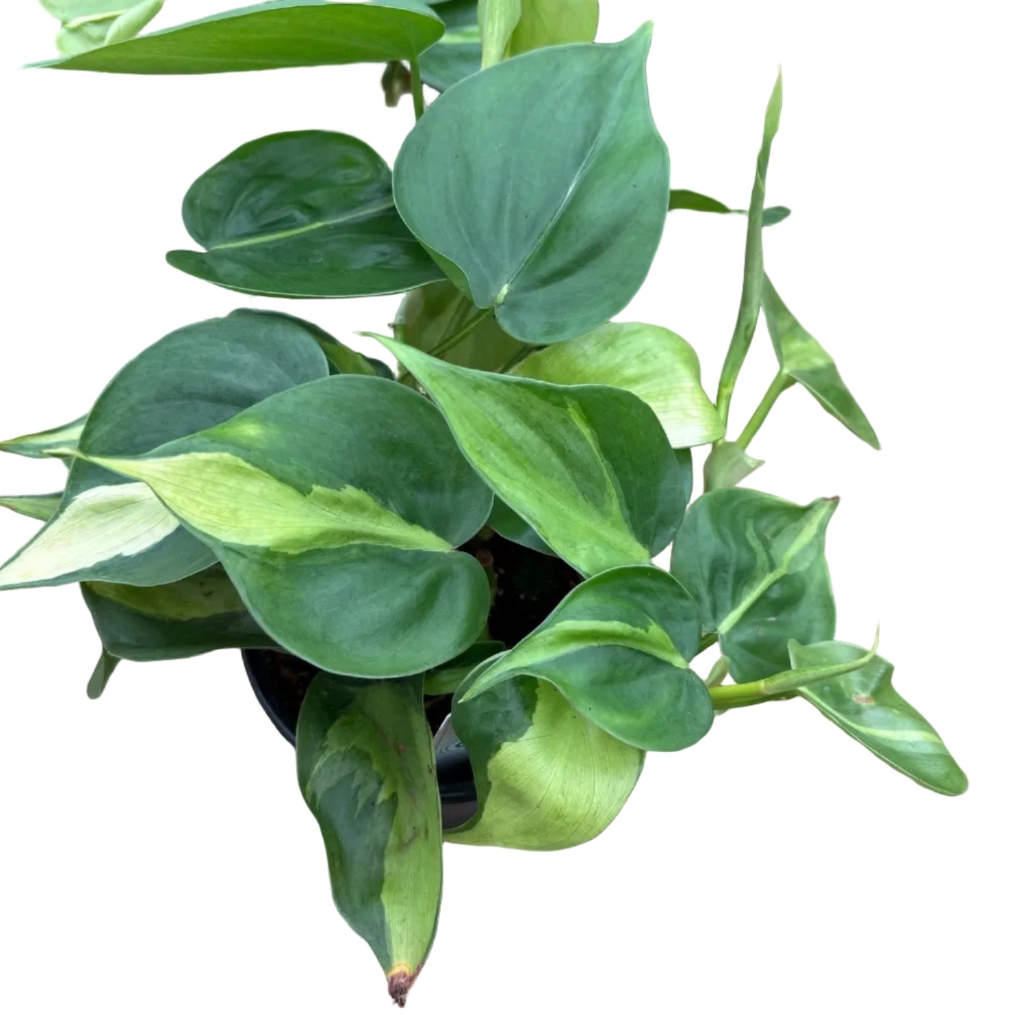 Philodendron Brazil - Philodendron hederaceum - 4" Pot
