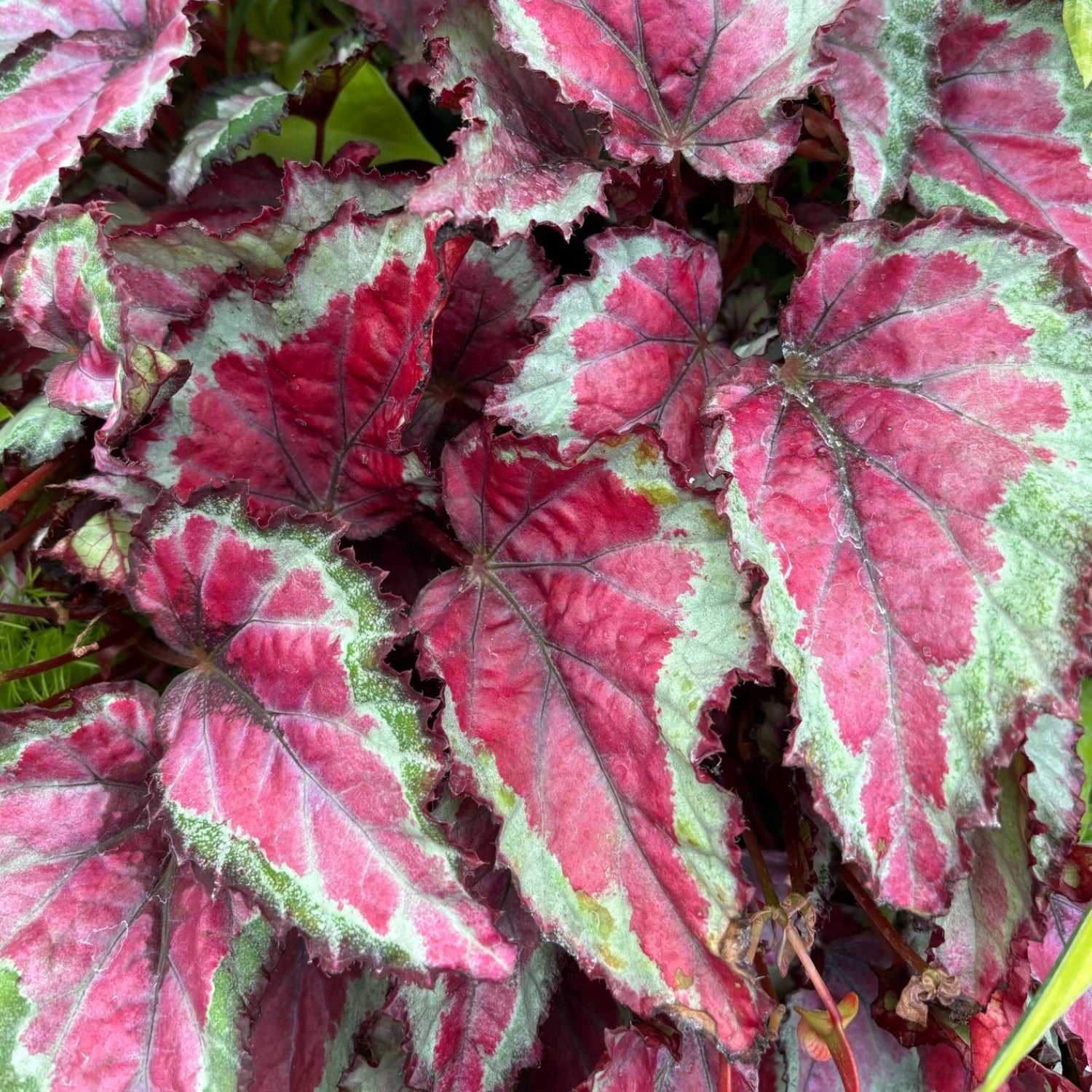 Fireworks Begonia - Begonia rex 'kotobuki' - 4" Pot