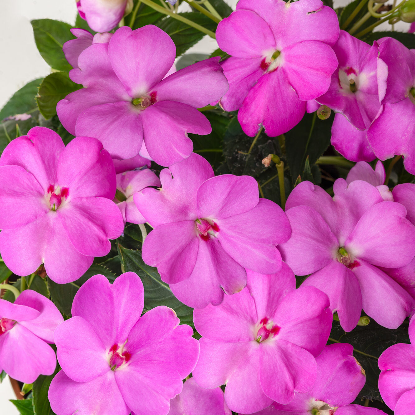 SunPatiens Lavender - 4.33" Premium Annual