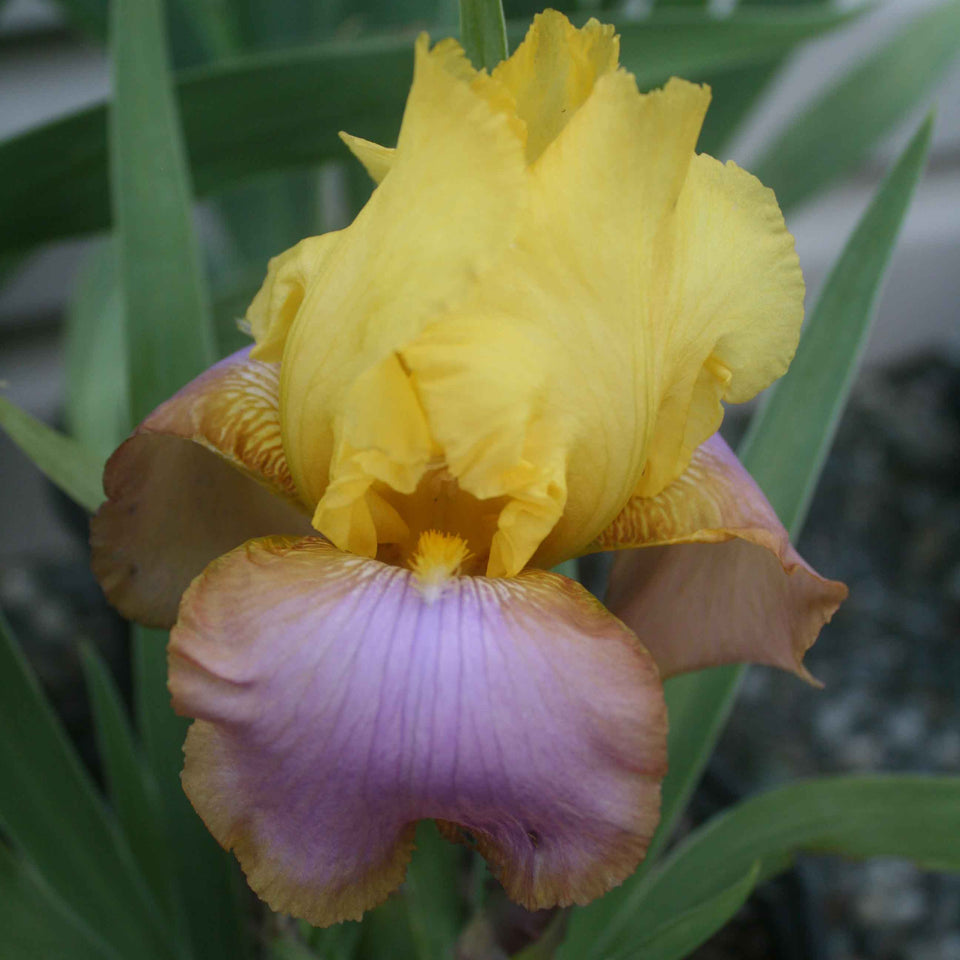 Iris Flags Sunset Sky