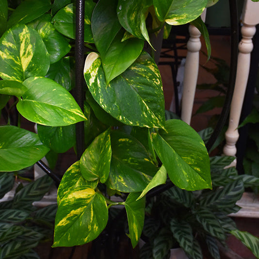 Golden Pothos - Epipremnum aureum - 4" Pot