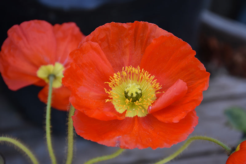 Papaver Iceland Poppy Champagne Bubbles Orange - 6" Perennial