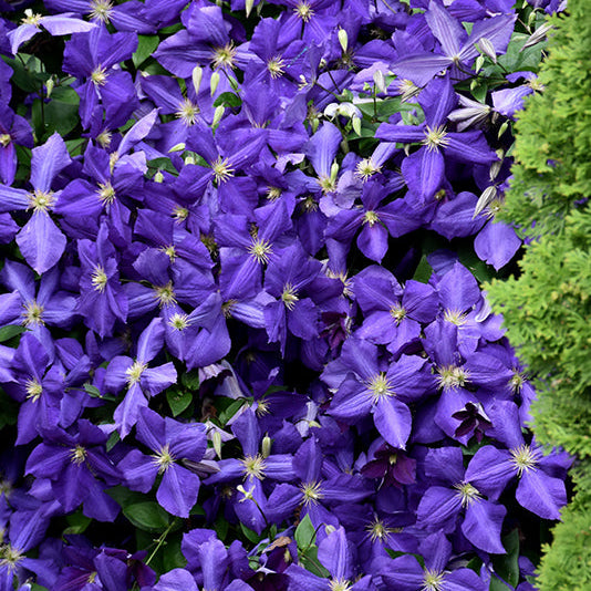 Clematis Leather Flower Jackmanii