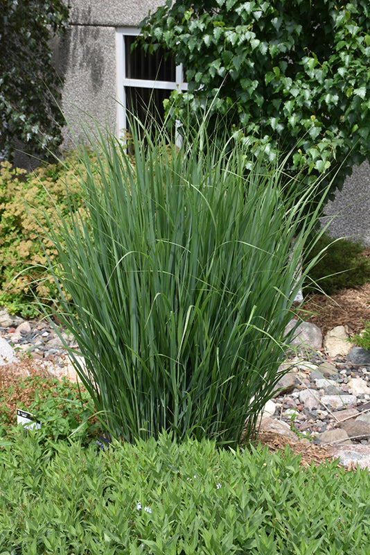 Panicum Switchgrass Northwind