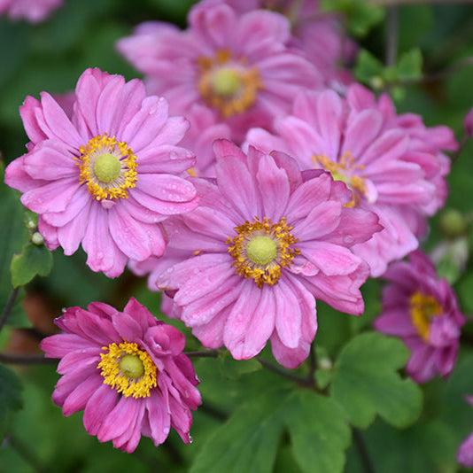Anemone Wind Flowers Pamina