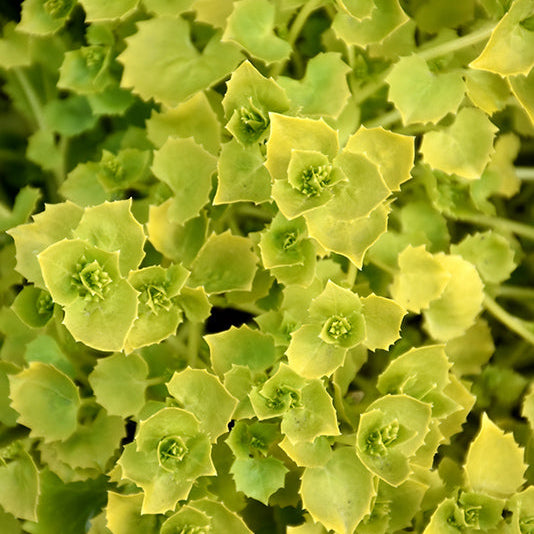 Campanula Bellflower Dickson's Gold - 6" Perennial