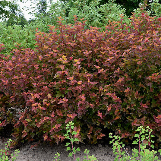 Physocarpus Amber Jubilee