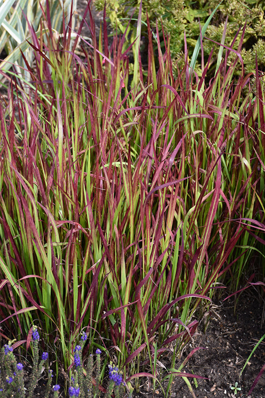 Imperata Blood Grass Red Baron