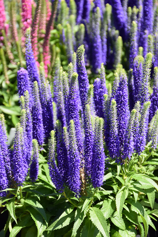 Veronica Speedwell Royal Candles