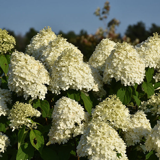 Hydrangea Limelight