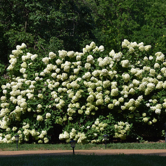 Hydrangea Limelight