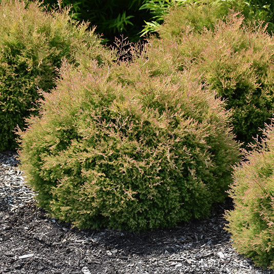 Thuja Fire Chief