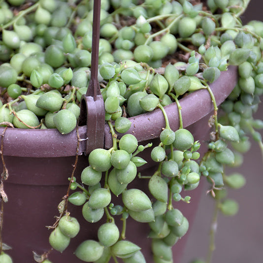 Senecio rowleyanus String of Pearls - 8" Hanging Basket