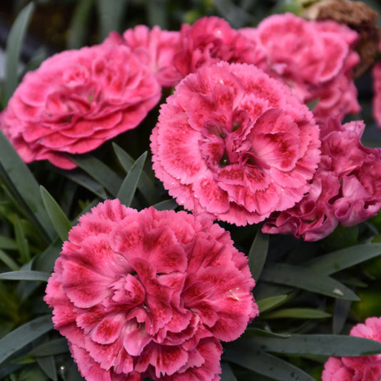 Dianthus Pinks Fruit Punch Raspberry Ruffles - 6" Perennial