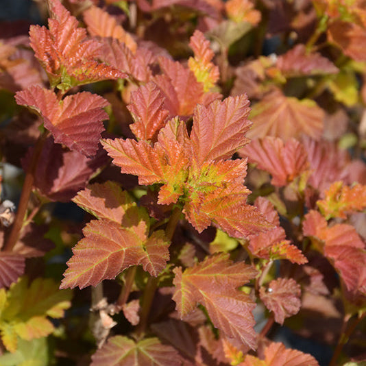 Physocarpus Amber Jubilee