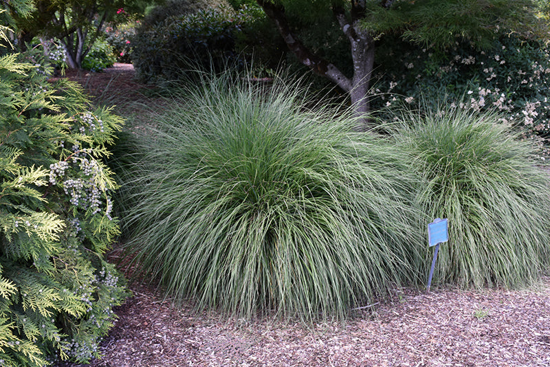 Pennisetum Fountaingrass Dwarf Hameln