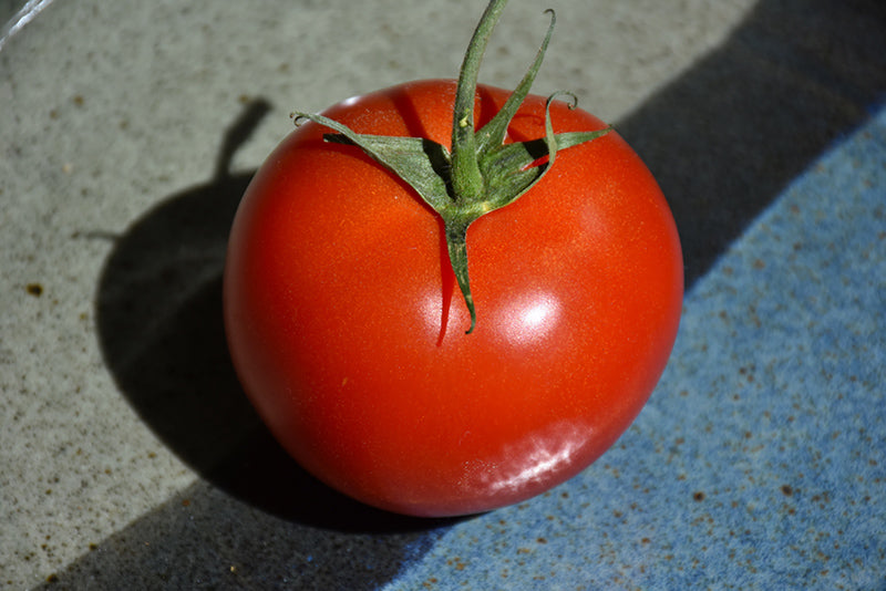 Tomato Early Girl - 4" Potted Vegetable