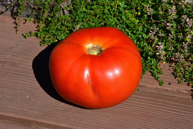 Tomato Parks Whopper - 4" Potted Vegetable