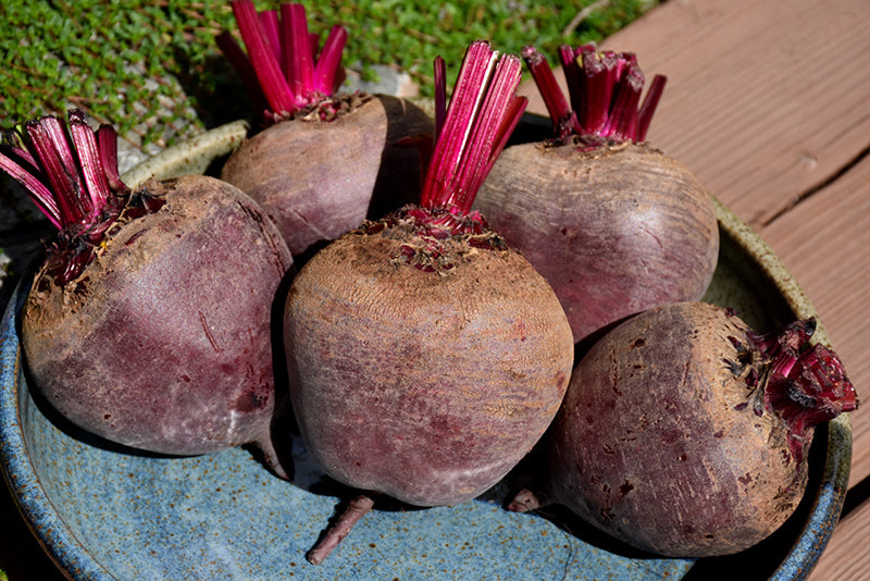 Beet Red Ace - 4" Potted Vegetable