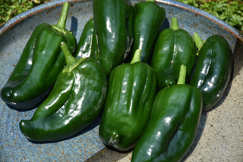 Pepper Poblano - 4" Potted Vegetable