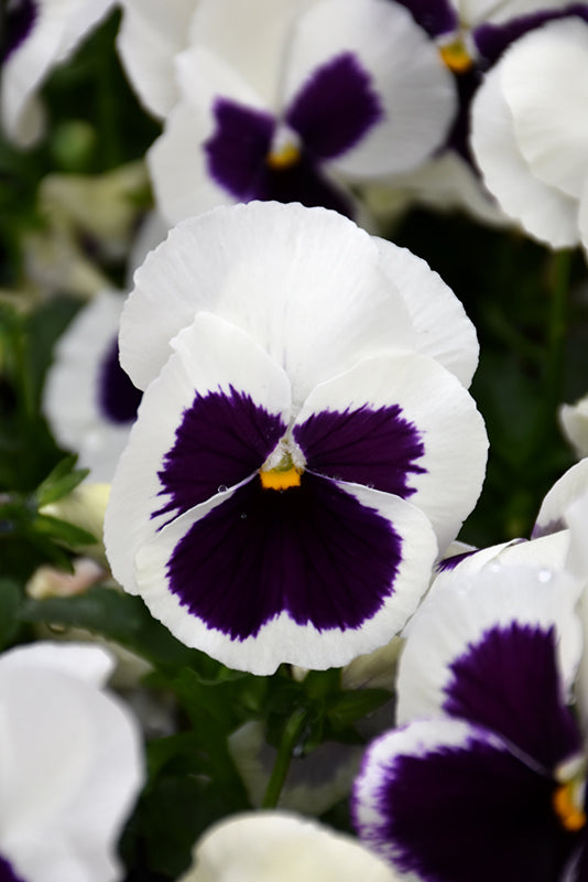 Pansy White Blotch - 12" Bowl Planter