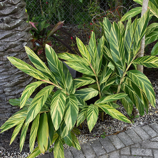 Variegated Shell Ginger - Alpinia zerumbet 'Variegata' - 4" Pot