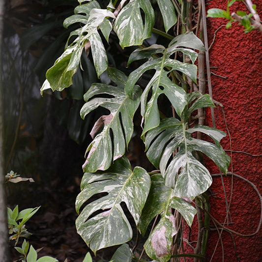 Thai Constellation Monstera - Monstera deliciosa - 4" Pot