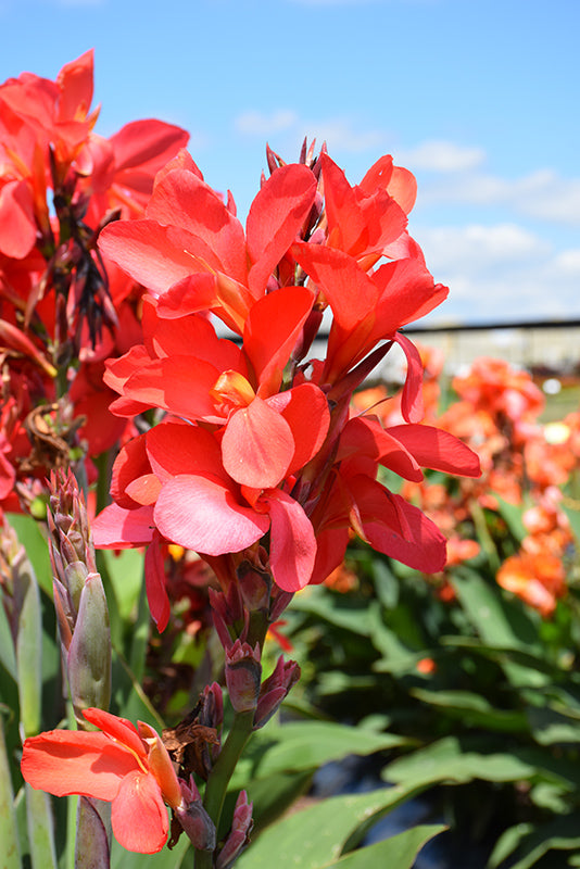 Canna Cannova Red Shades - 5" Premium Thriller Annual