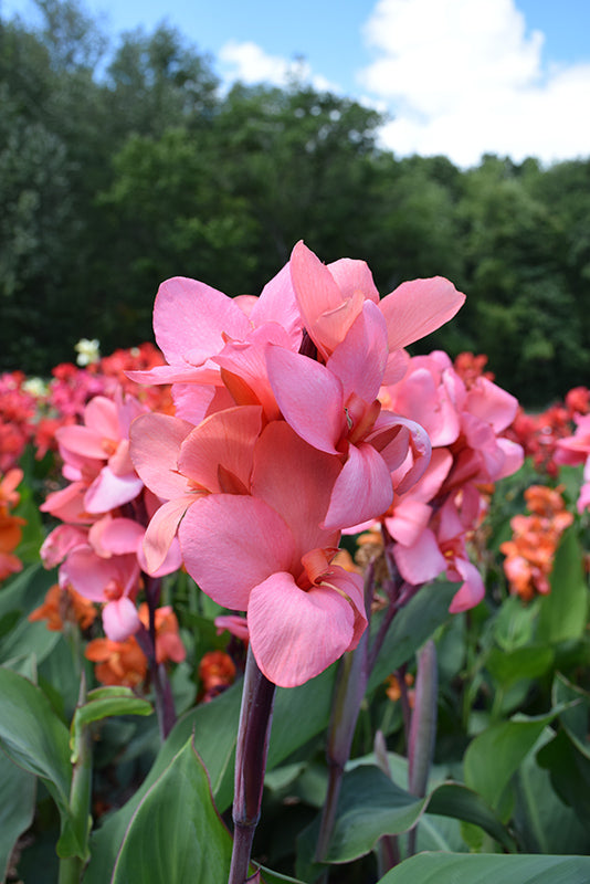 Canna Cannova Mango - 8" Planter