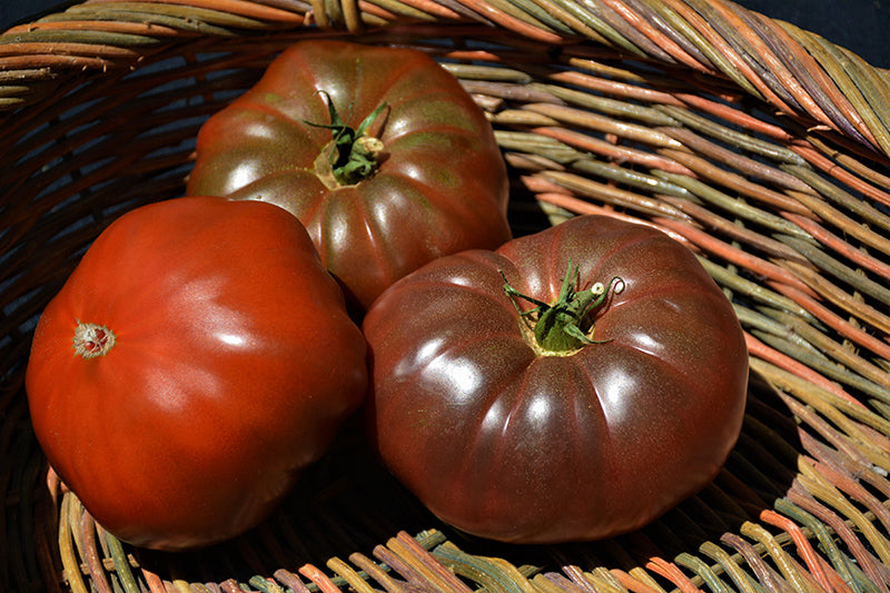 Tomato Cherokee Purple - 4" Potted Vegetable