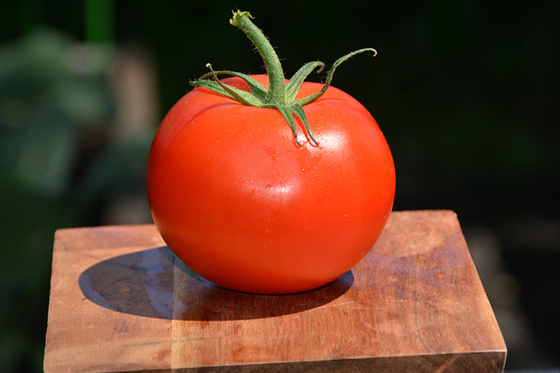 Tomato Marglobe - 4" Potted Vegetable