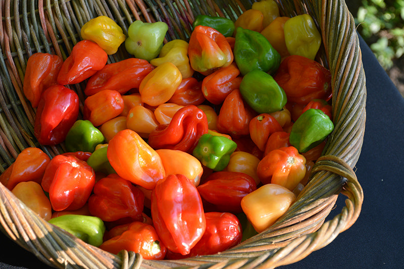 Pepper Scotch Bonnet - 4" Potted Vegetable