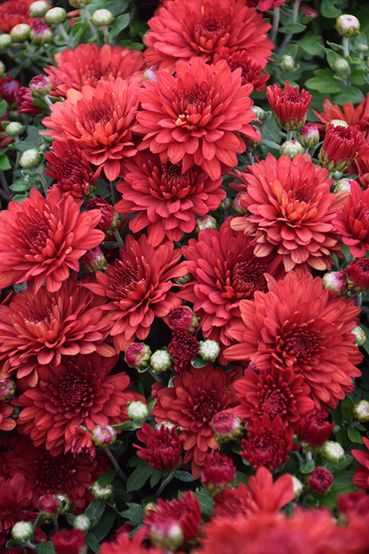 Cranbury Red - 5" Potted Garden Mum