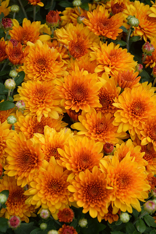 Fireglow Bronze - 8"x5" Potted Garden Mum