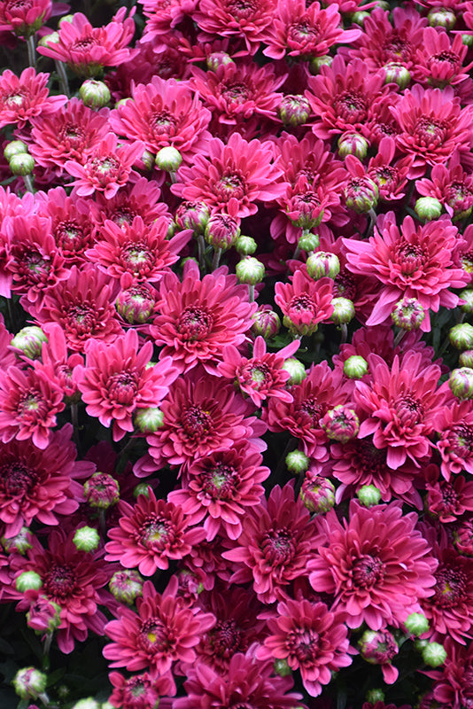 Stellar Purple - 9"x6" Potted Garden Mum