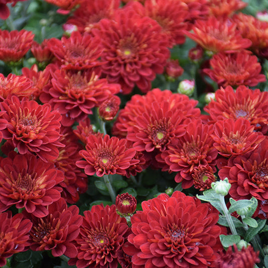 Samantha Red - 11" Garden Mum Hanging Basket