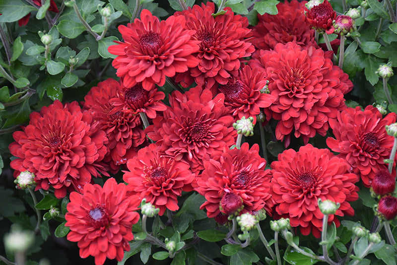 Radiant Red - 8"x6" Potted Garden Mum