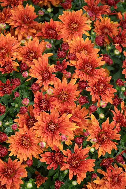 Zuma Orange - 8"x6" Potted Garden Mum