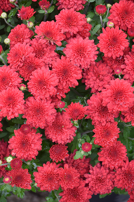 Red Ryder - 8"x5" Potted Garden Mum